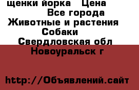 щенки йорка › Цена ­ 15 000 - Все города Животные и растения » Собаки   . Свердловская обл.,Новоуральск г.